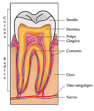 Composizione, Forma e Funzione dei denti